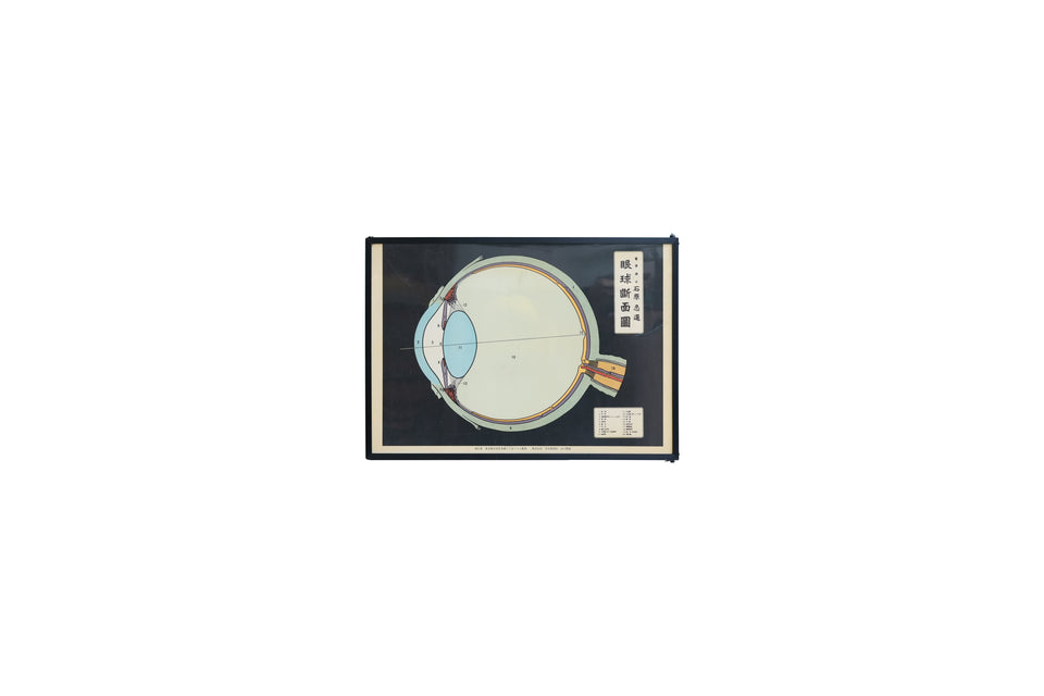 Japanese Vintage Eye Anatomy Chart Poster/ヴィンテージポスター 眼球断面図 石原忍監修