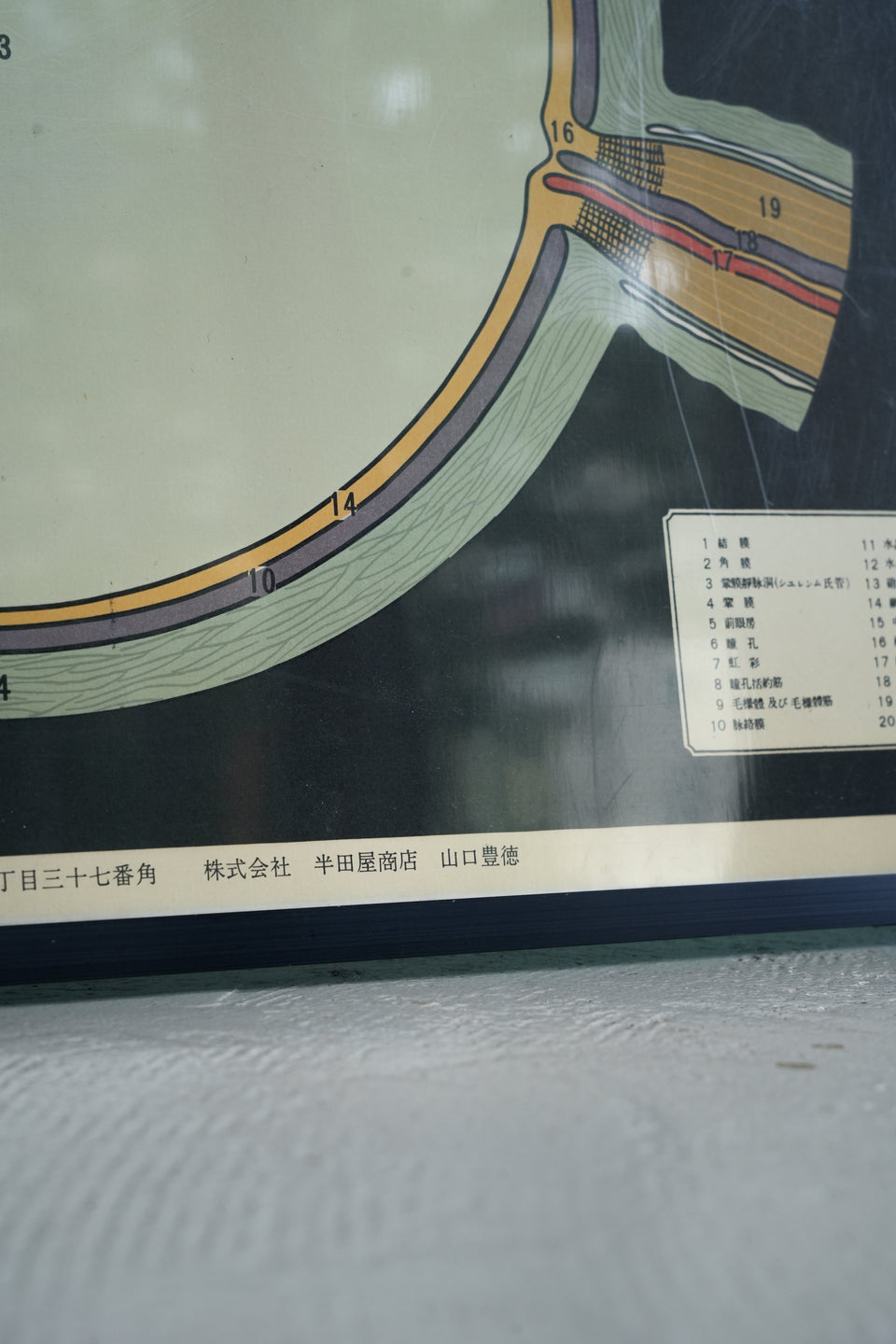 Japanese Vintage Eye Anatomy Chart Poster/ヴィンテージポスター 眼球断面図 石原忍監修