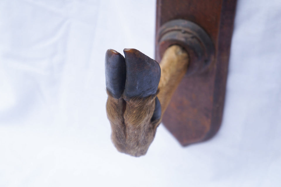 Wall Hanging Deer Leg French Vintage /フランスヴィンテージ ウォールハンガー 鹿